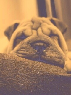 Щенок шарпея спит обои