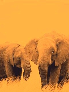 Слон, слониха и слоненок обои