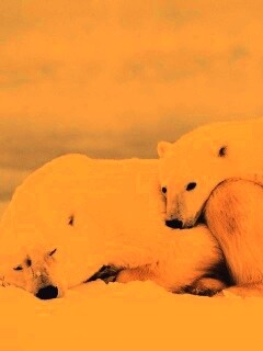 Белые мишки спят обои