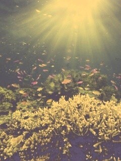 Подводный мир обои