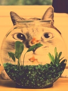 Сферический код за аквариумом обои