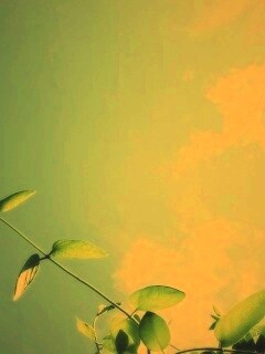 Веточки на фоне неба обои