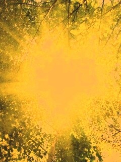 Яркий зеленоватый свет пробивающийся сквозь листву обои