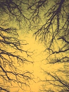 Голые кроны деревьев на фоне неба обои