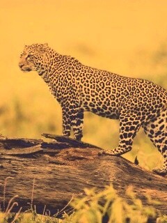 Леопард на природе обои