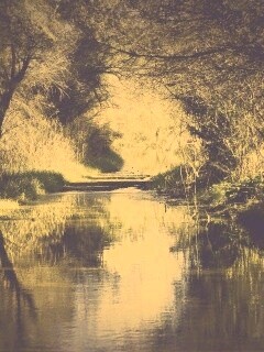 Лесная заросшая река обои