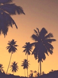 Пальмы на фоне фиолетового неба обои