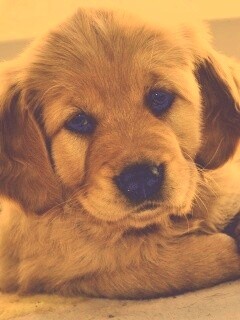 Сонный щенок лабрадора обои