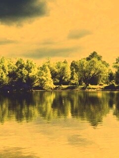 Деревья на берегу озера обои