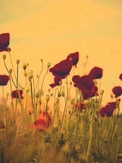 Цветущие маки обои