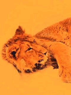 Львёнок в снегу обои