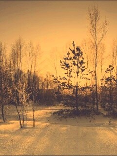 Зимний лес обои