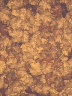 Осенние листья обои