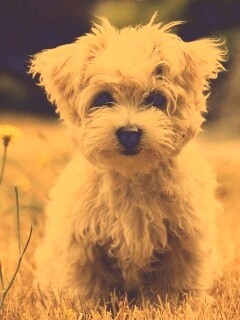 Щенок болонки обои