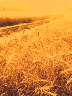 Речка среди поля обои