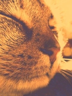 Спящий на солнце рыжий кот обои