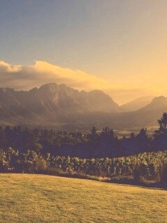 Виноградники в Африке обои