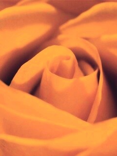 Фиолетовая роза макро обои