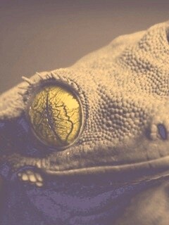 Ящерка обои