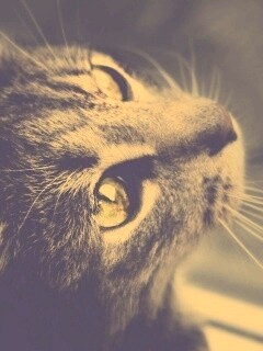 Кот с желтыми глазами обои