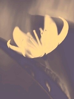 Белый цветок обои