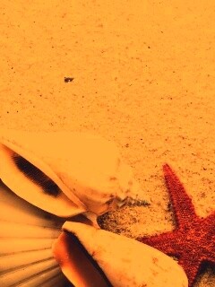 Морские раковины и звезды обои