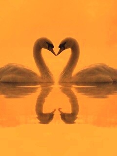 Влюблённые лебеди обои