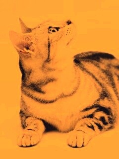 Котэ смотрит наверх обои