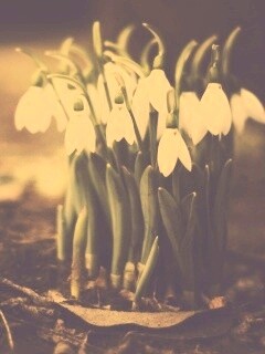 Подснежники - весенние цветы обои