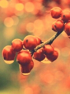 Капли росы на ягодах рябины обои