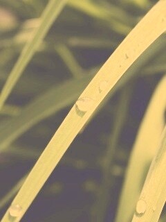 Капли росы на траве обои