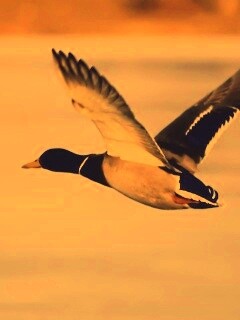 Полёт утки обои