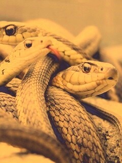 Клубок змей обои