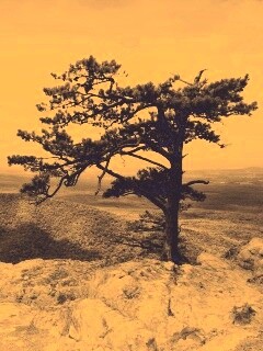 Горное дерево в черно-белых тонах обои