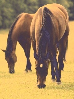 Время пощипать травку обои