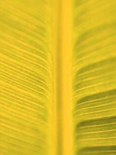 Макро фото листа обои