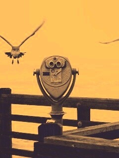 Чайки на перилах пирса обои