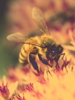 Пчела собирает пыльцу обои