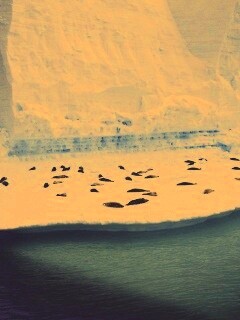 Лежбище тюленей обои