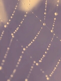 Паучья сеть обои