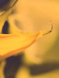 Солнечный цветок обои