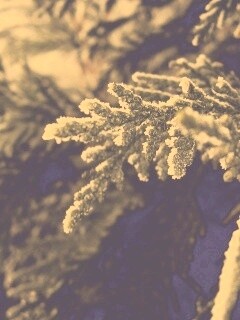 Еловая лапа обои