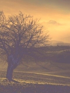 Дерево и горы обои