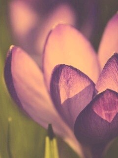 Фиолетовый крокус обои