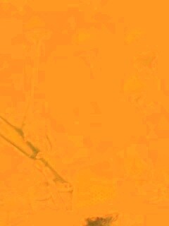 Летние цветы в лучах света обои