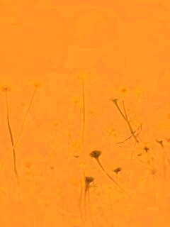 Цветочное лето обои