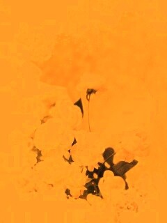 Бежевые кружева и розы обои