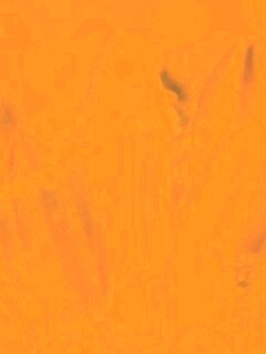 Белые лепестки обои