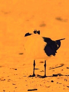 Важная чайка обои