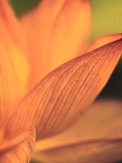 Лепестки цветов обои